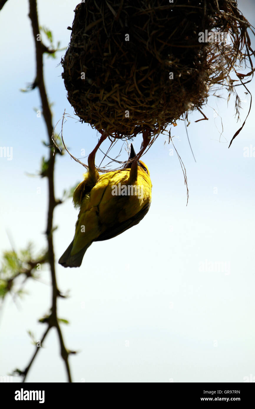 Male Cape weaver (Ploceus capensis) building a nest at Intaka Island bird sanctuary , Cape Town, South Africa. Stock Photo