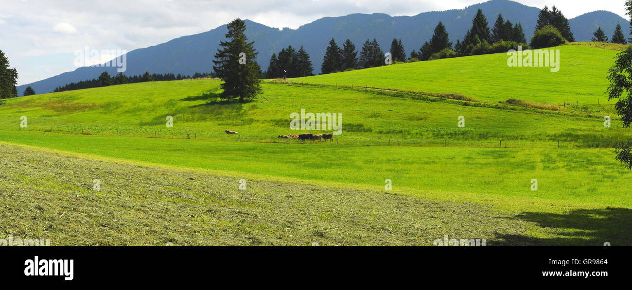 Forests, Meadows And Cows In The East Allgaeu Panorama Stock Photo