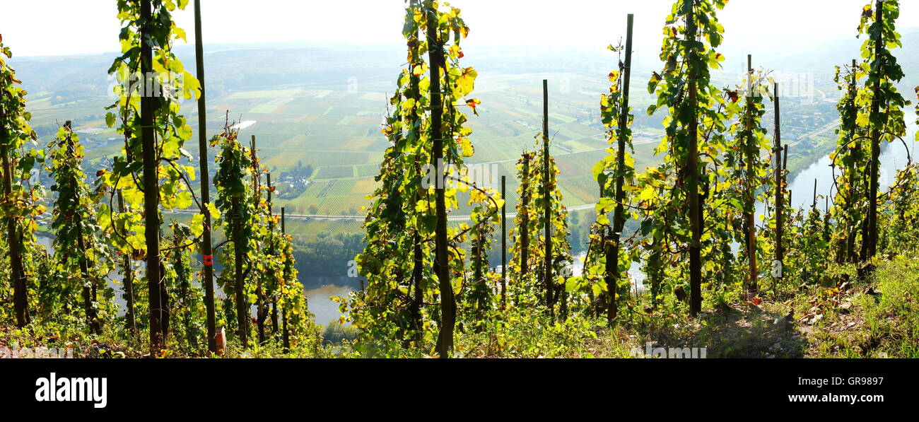 Vineyard Near Ürzig High Above The Moselle Valley Panorama Stock Photo