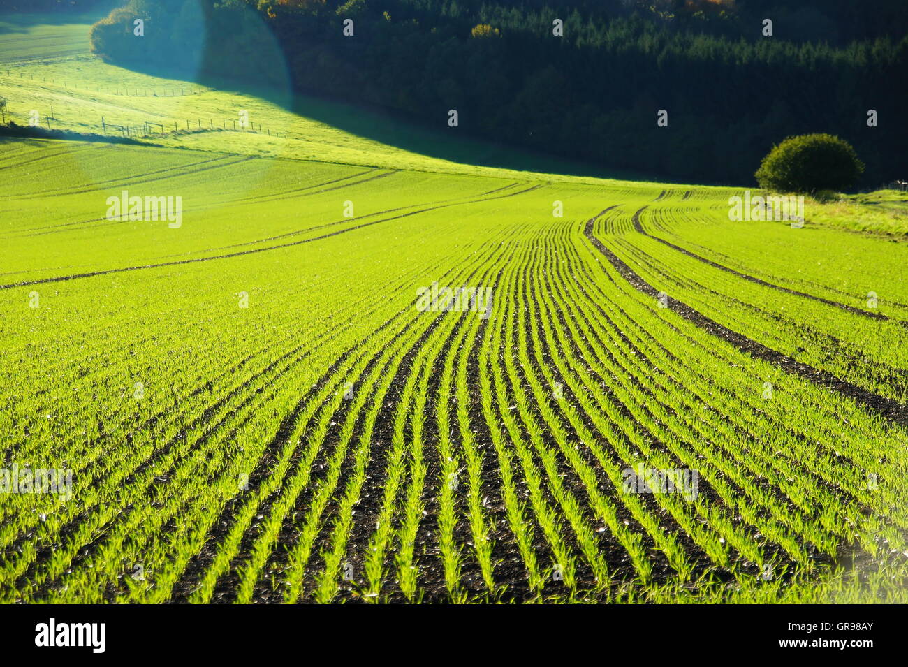 Rows Of Young Corn In October Stock Photo