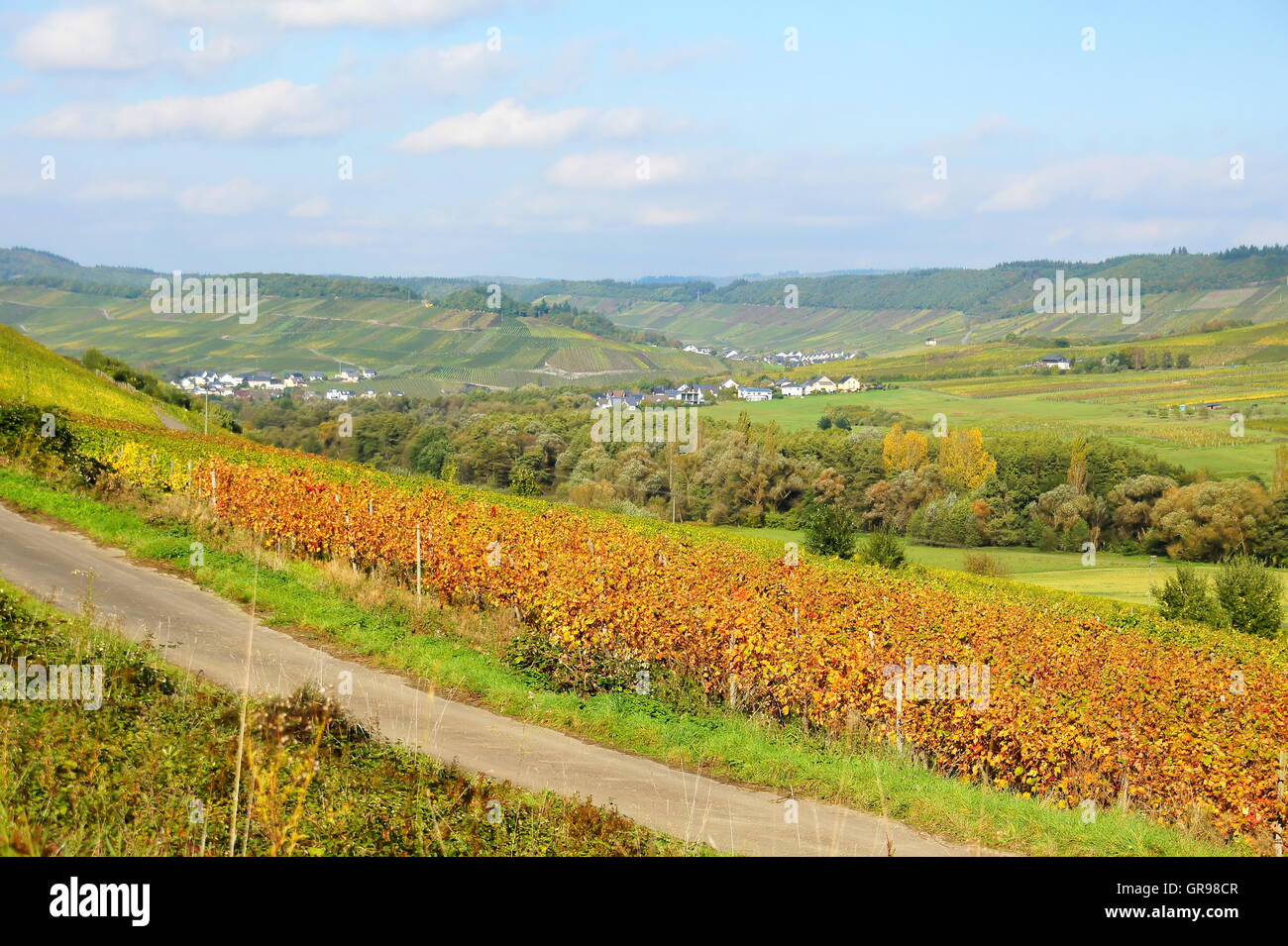 Autumn Between Mülheim And Veldenz, Remotely Lieser On The Moselle Stock Photo