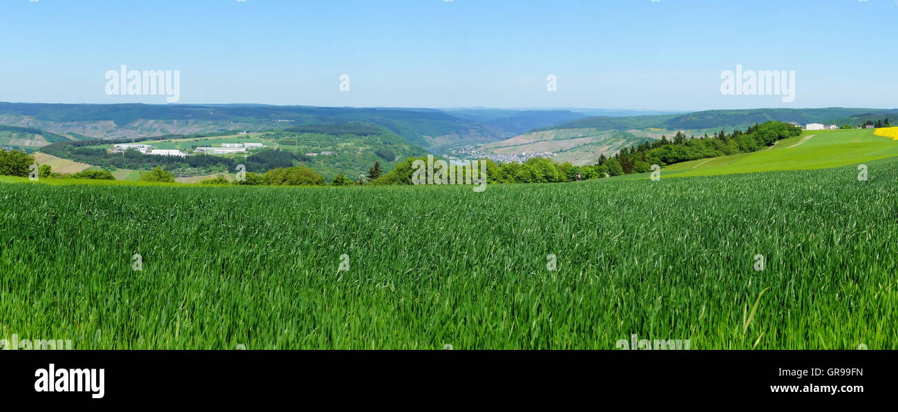 Moselle Valley With Cornfields And Enkirch Right Stock Photo