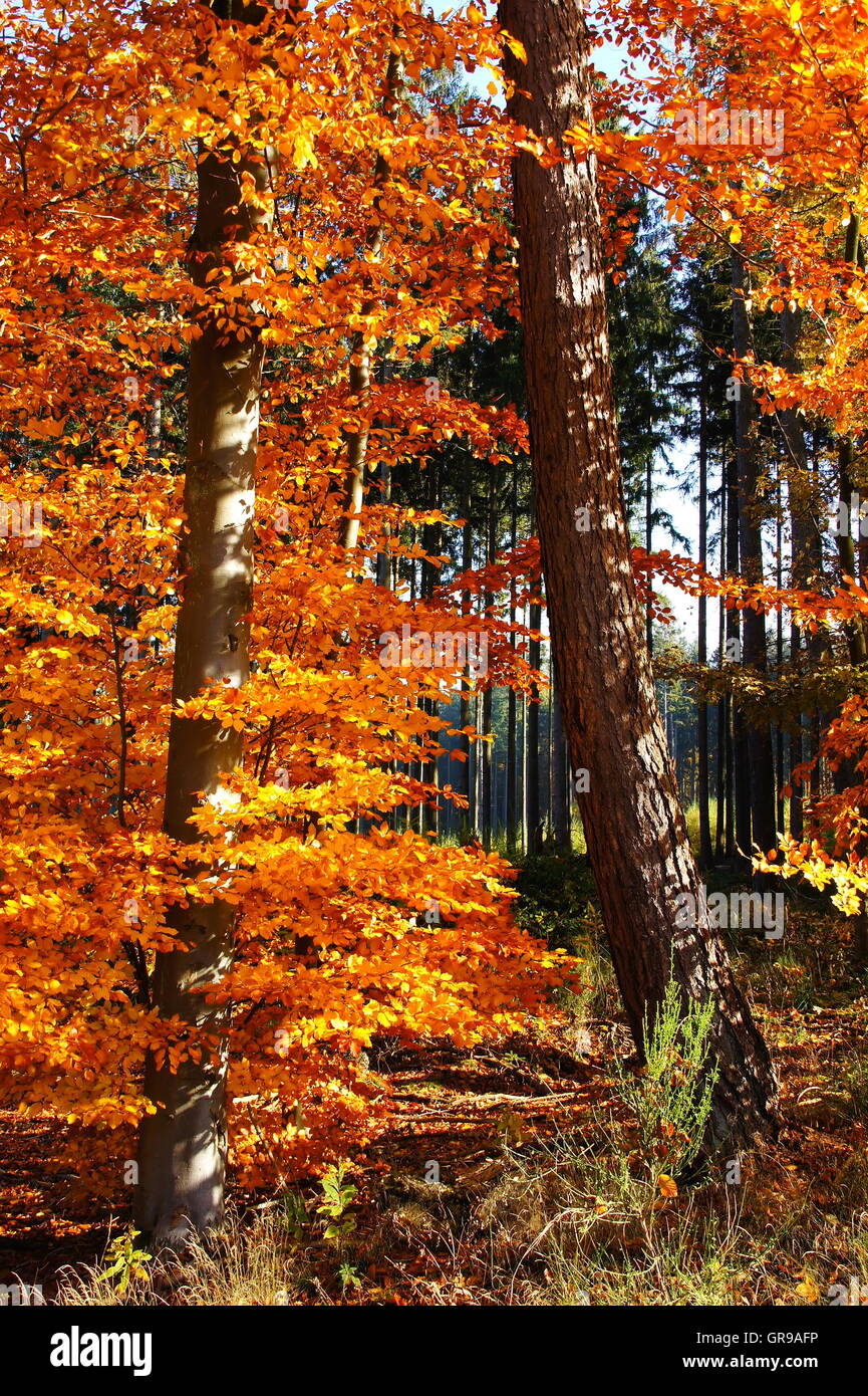 Golden beech and oak trees at the forest edge hires stock photography