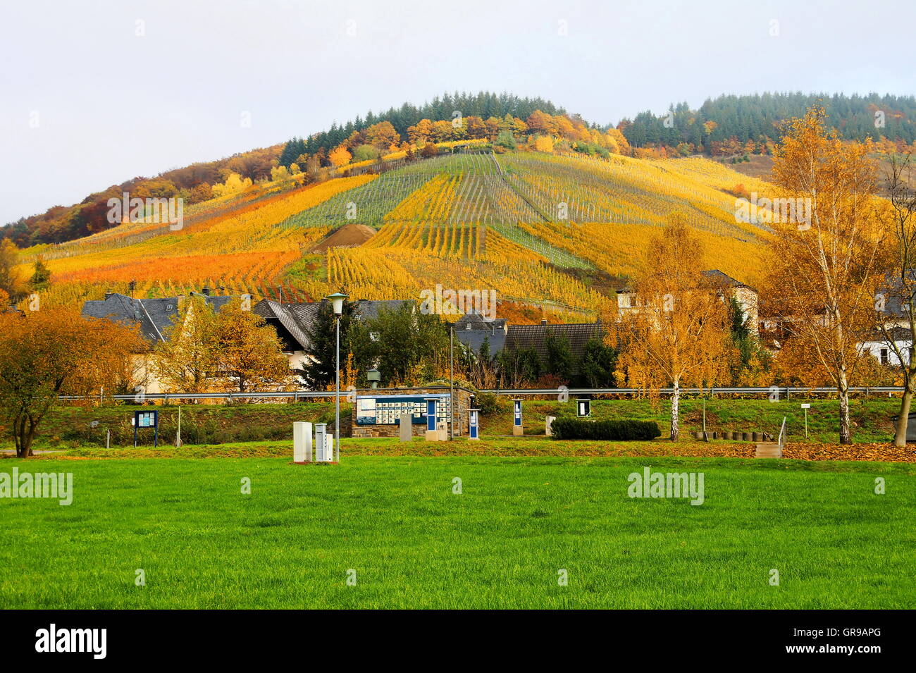 Vineyards Enkirch Edelberg In Autumn With Caravan Park In The Foreground Stock Photo