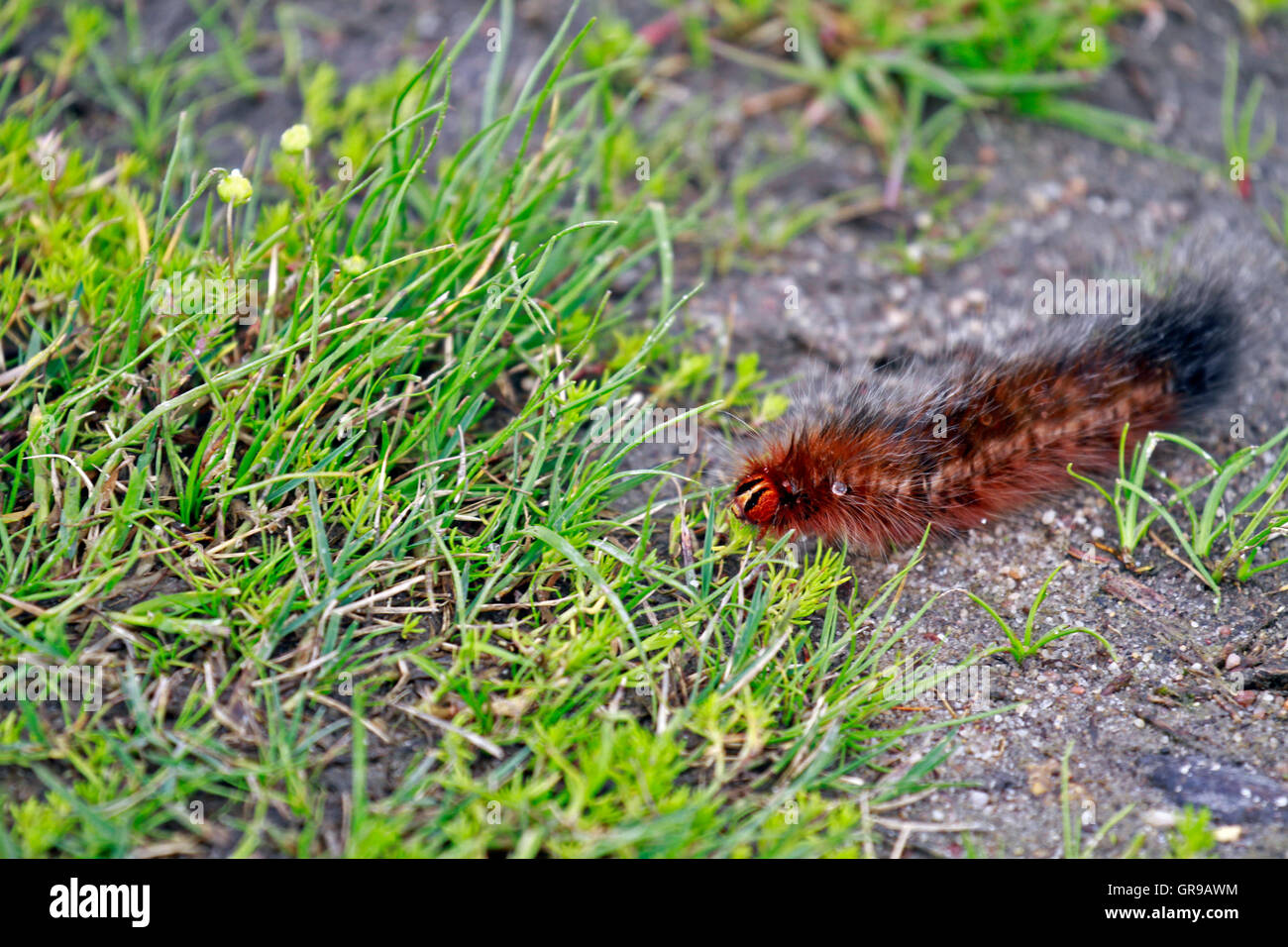 Hairy caterpillar , Western Cape Province, South Africa Stock Photo Alamy