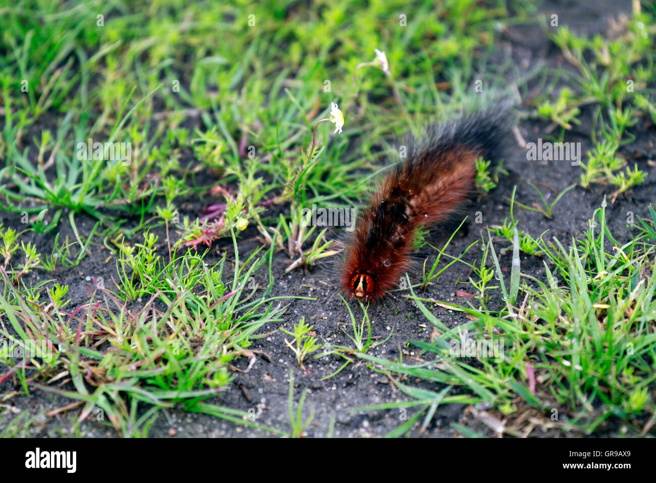 Hairy caterpillar , Western Cape Province, South Africa Stock Photo Alamy