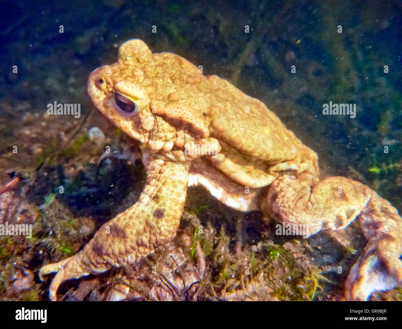 Common Toad Bufo Bufo Stock Photo