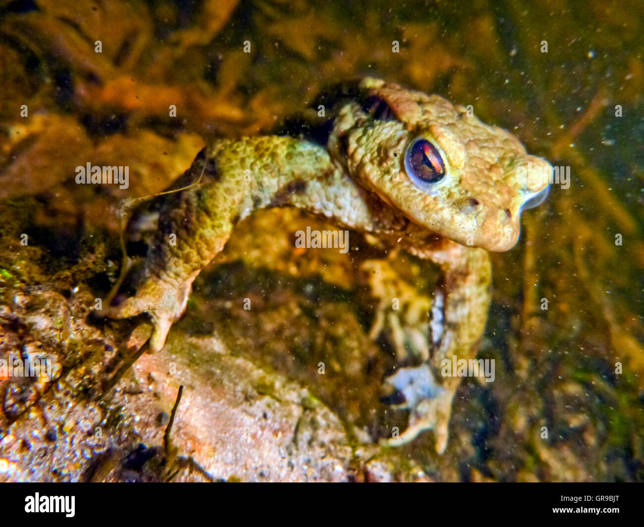 Common Toad Bufo Bufo Stock Photo