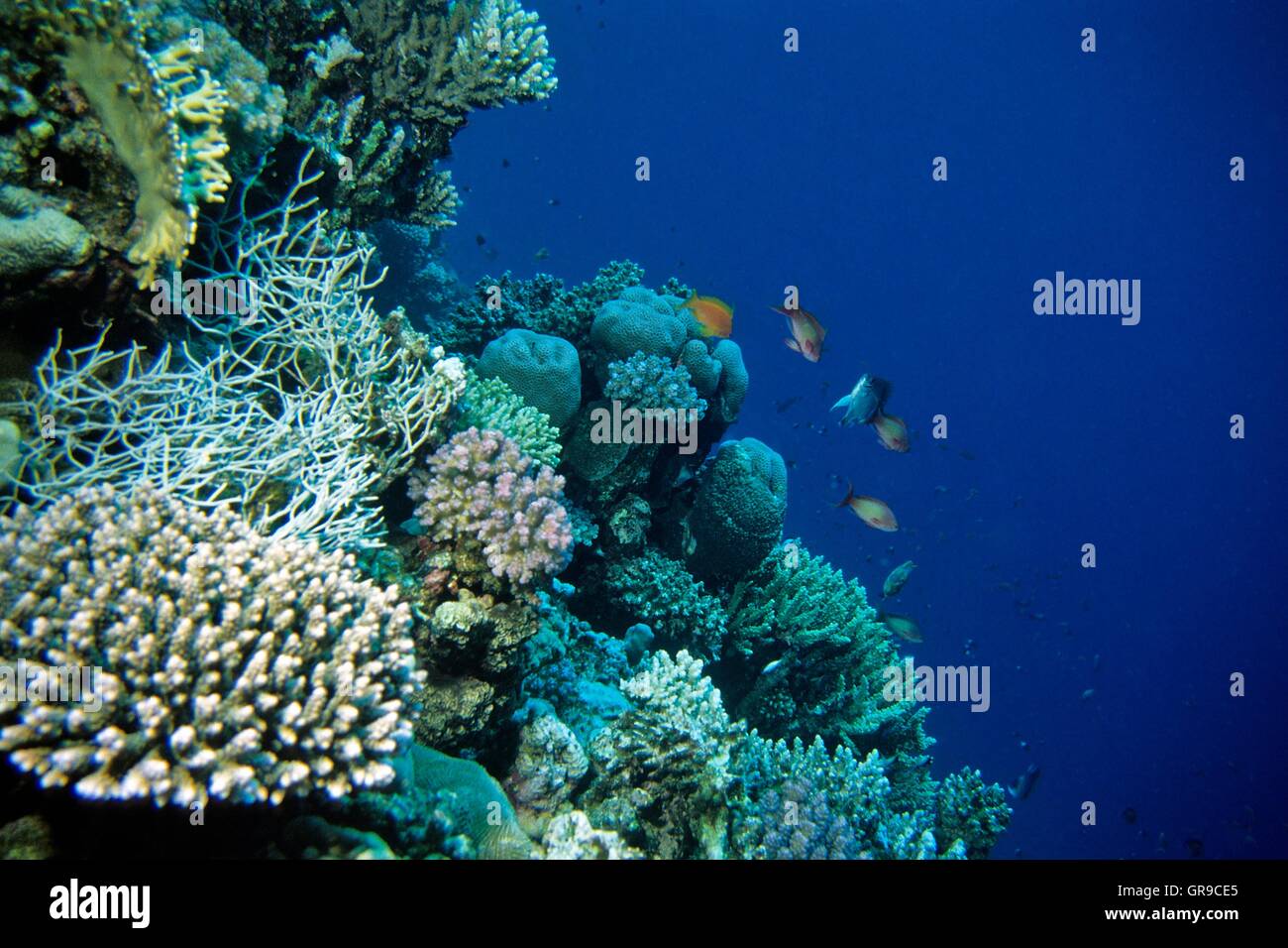 Red Sea Coral Reef Stock Photo