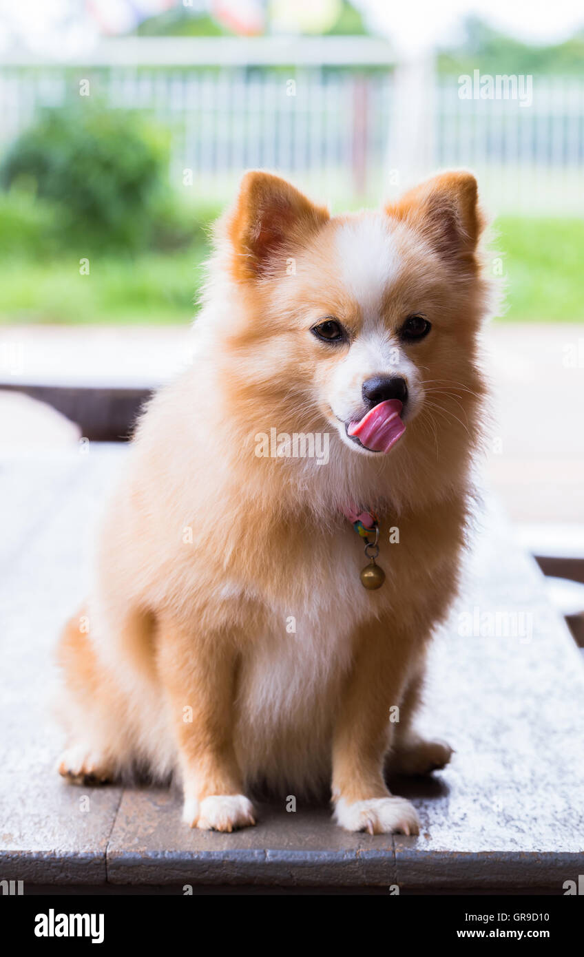 Pomeranian Chihuahua mix dog with brown Sarawasi standing looking forward  Stock Photo - Alamy