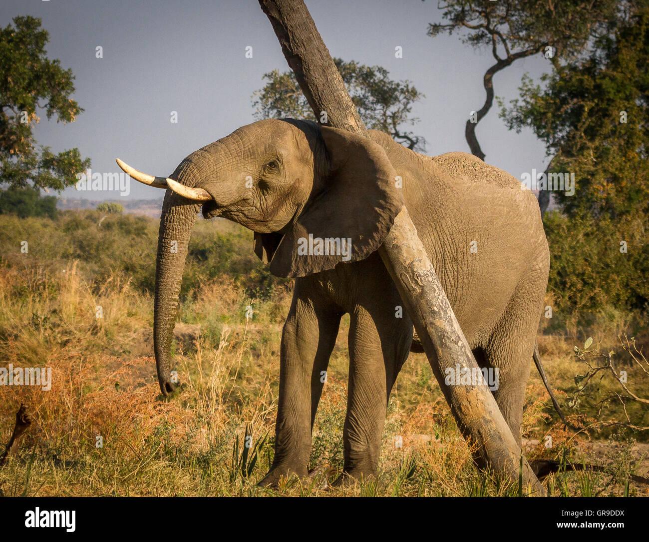 Ruaha elephants Stock Photo