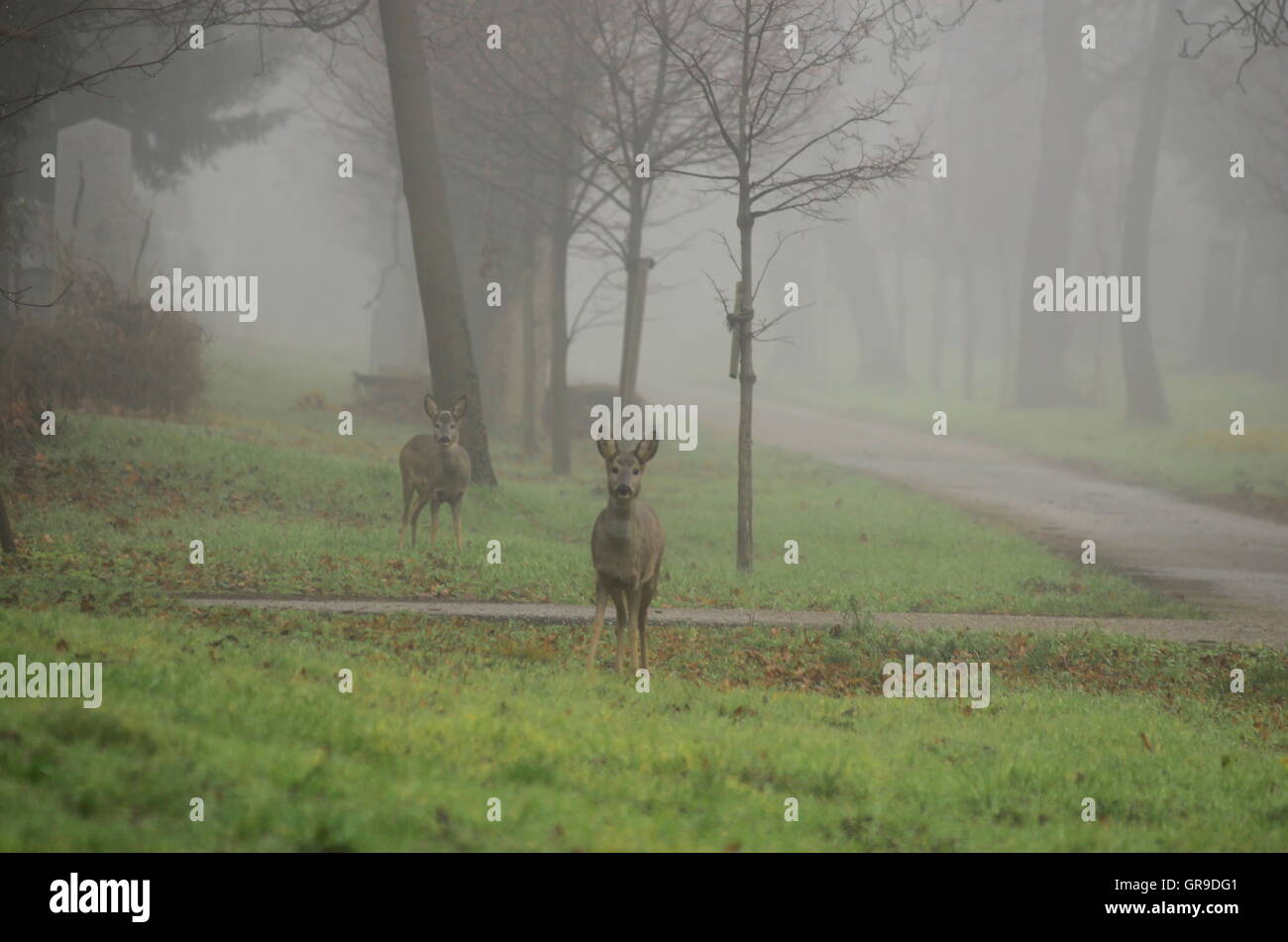 Wildlife Watching in Vienna Cemeteries