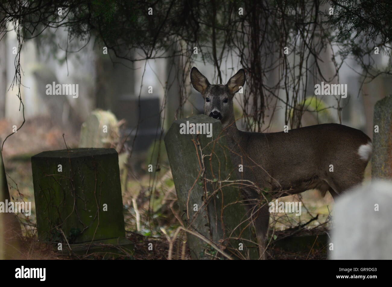 Wildlife In Vienna-Vienna Central Cemetery Stock Photo