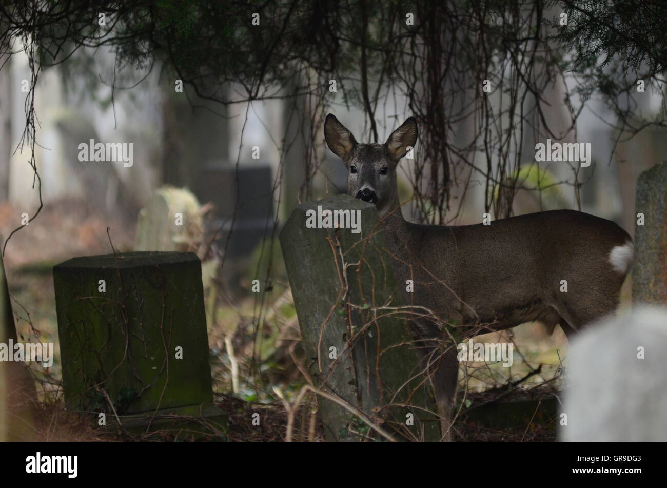 Wildlife Watching in Vienna Cemeteries