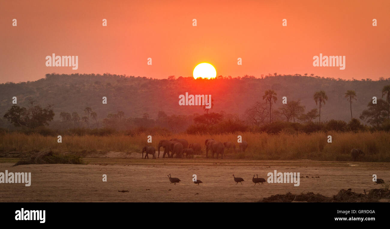 Ruaha sunset Stock Photo