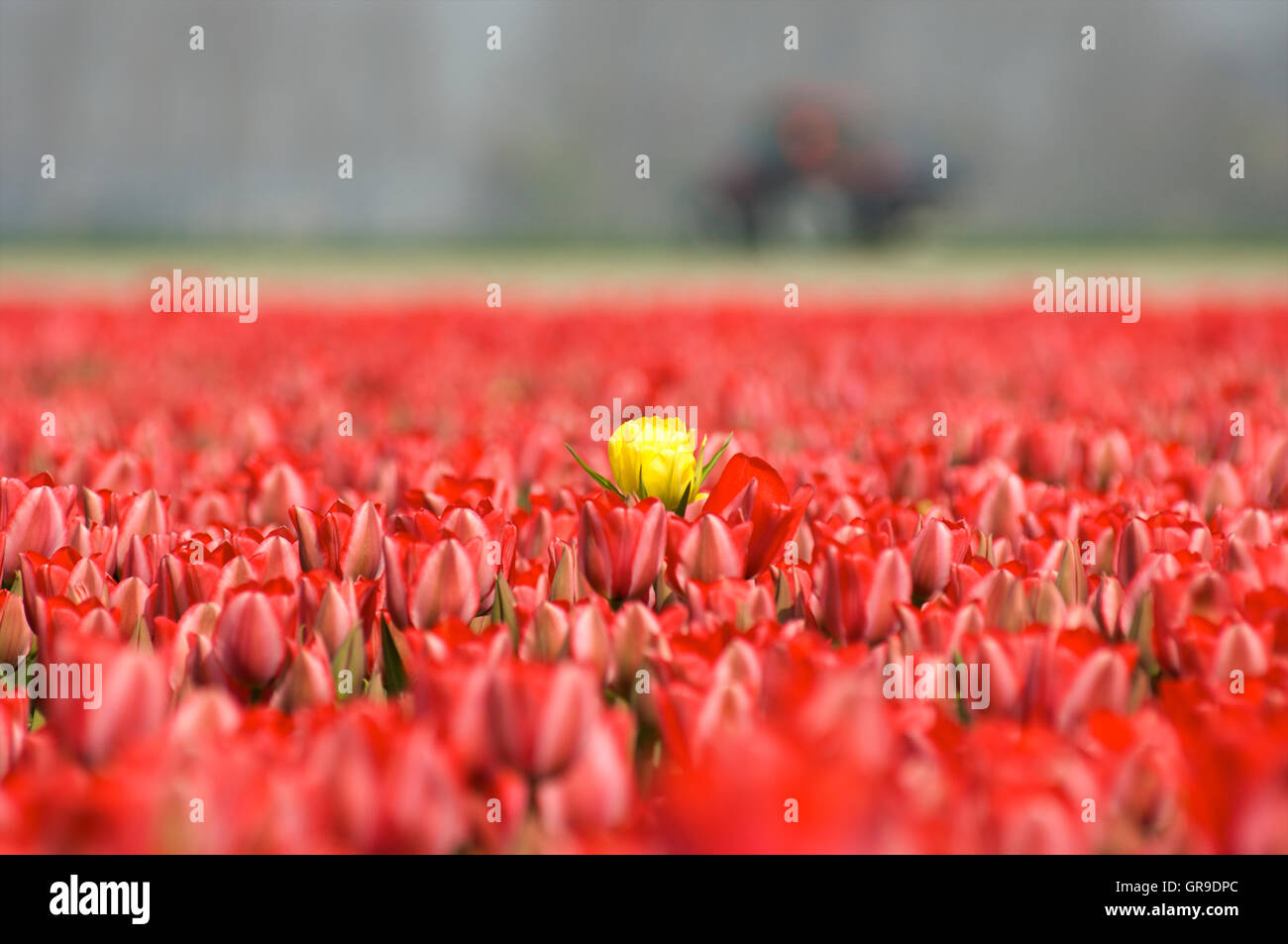 One yellow tulip among only red ones, The Netherlands Stock Photo