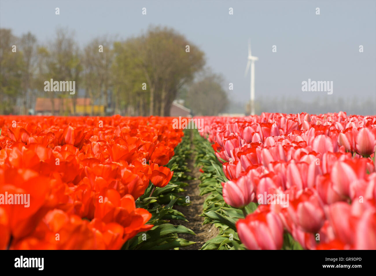 Pink and red tulips in rows in a tulip field with a farm in the ...