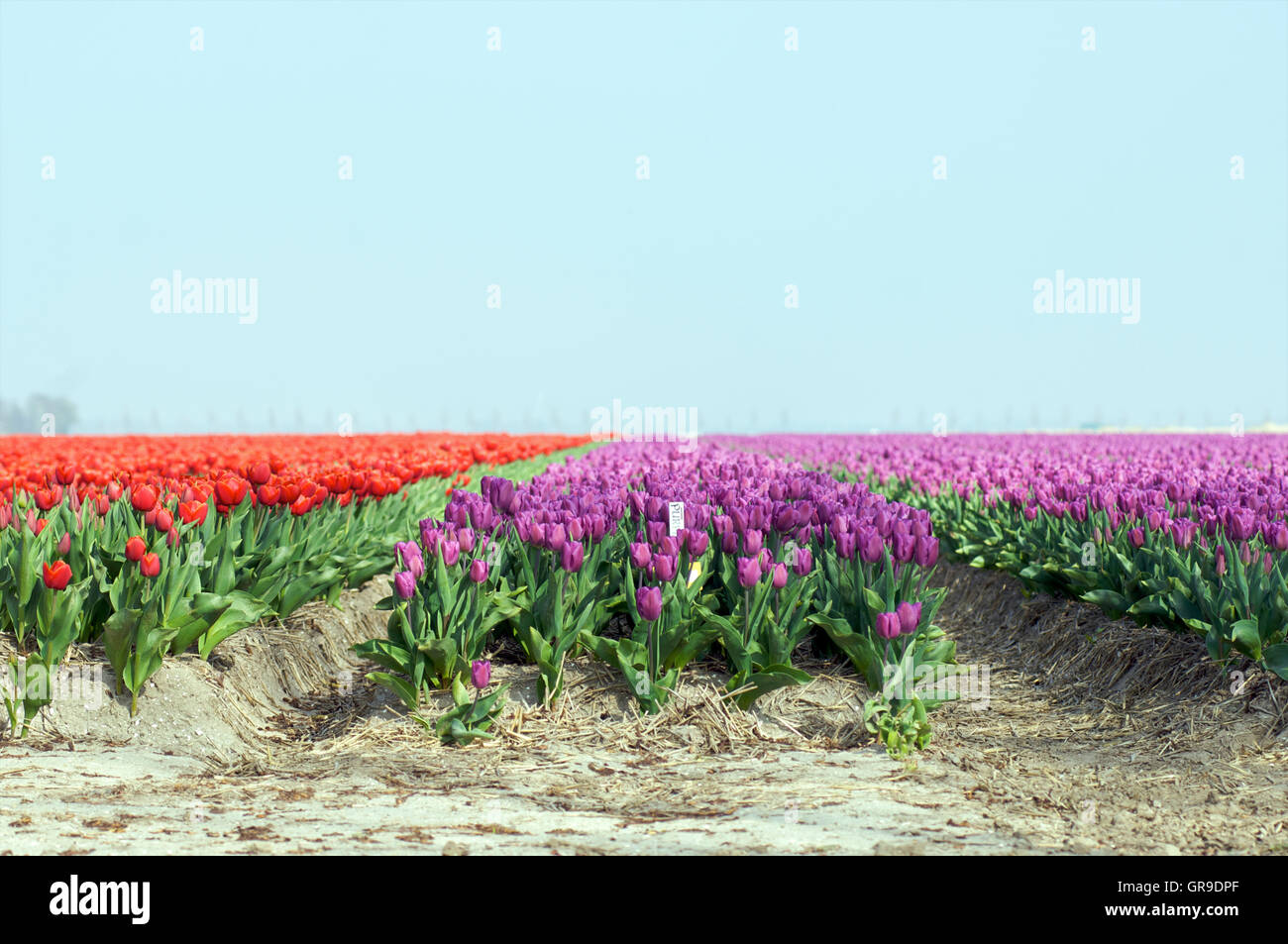 Rows of red and purple tulips in a field in the Netherlands Stock Photo