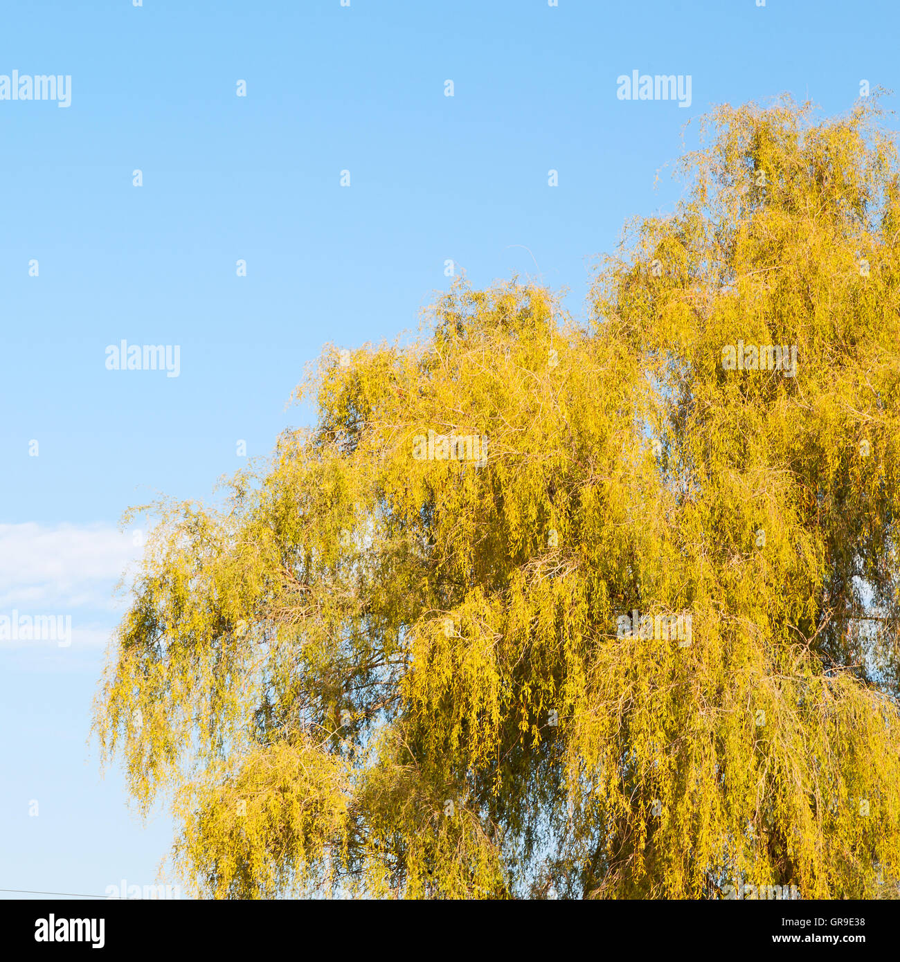 branches of willow weeping in the sky background Stock Photo - Alamy