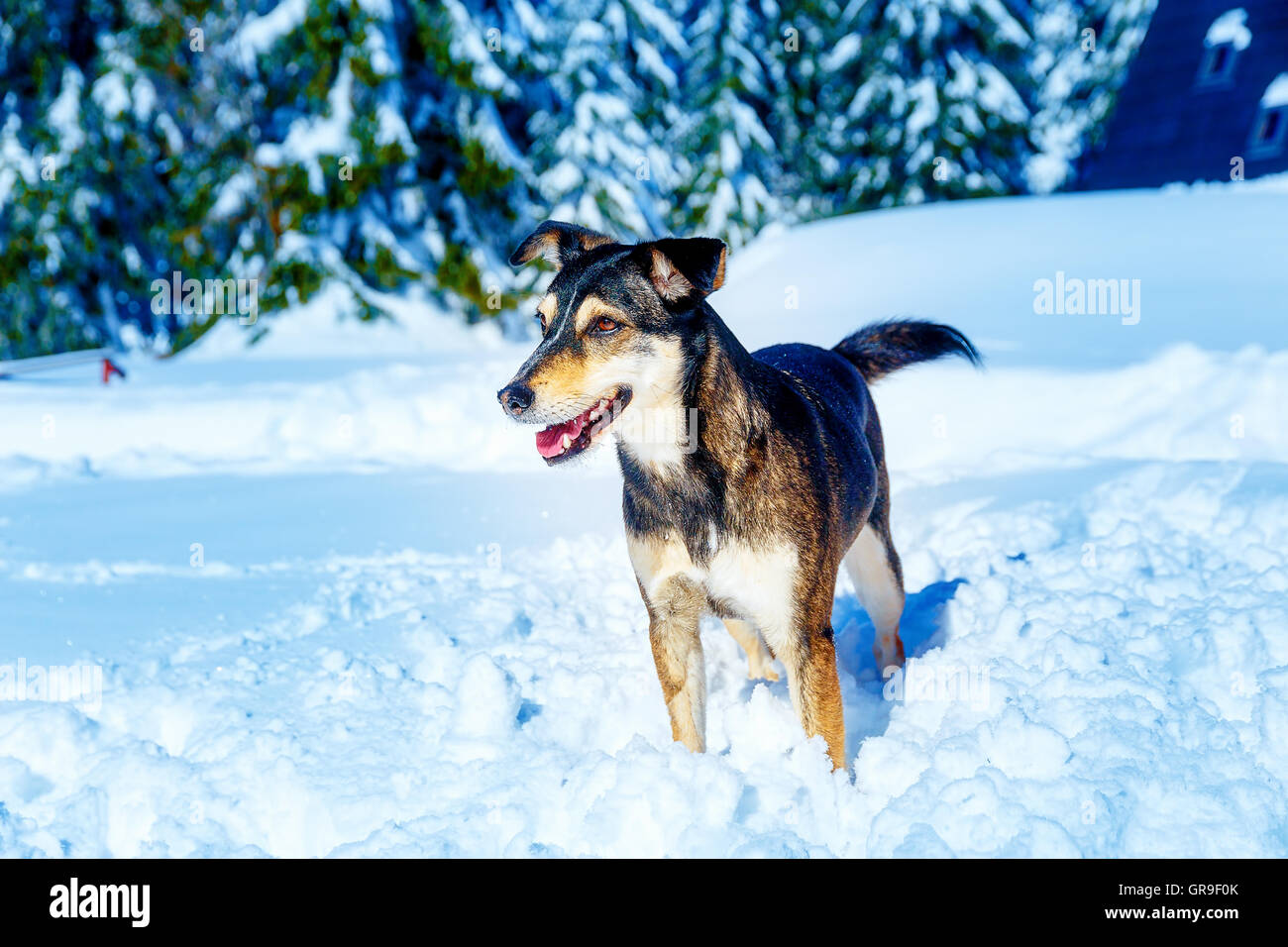 Dog in mountain winter landscape. Profile portrait Stock Photo - Alamy