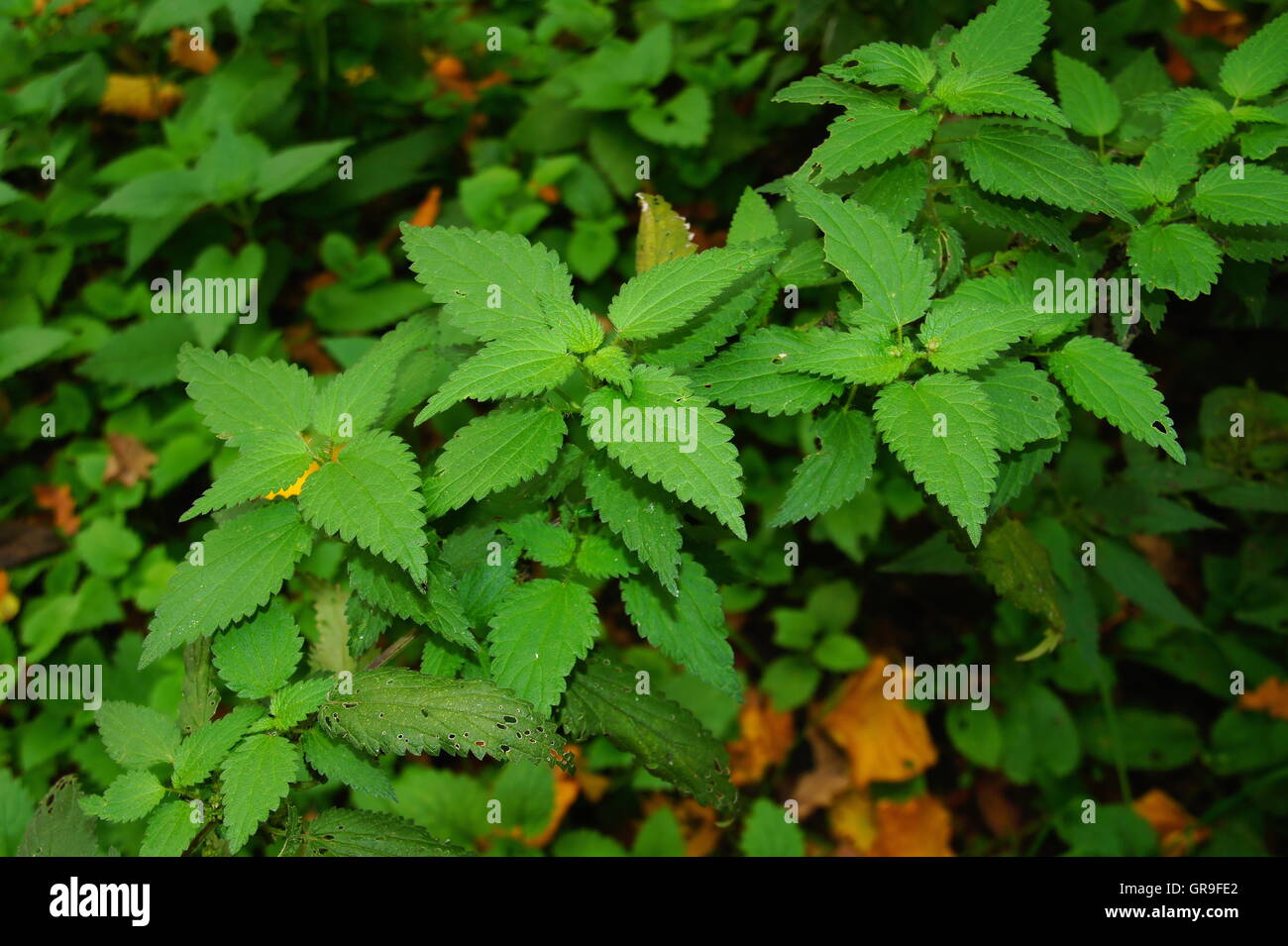 Young Green Nettles Plants Stock Photo