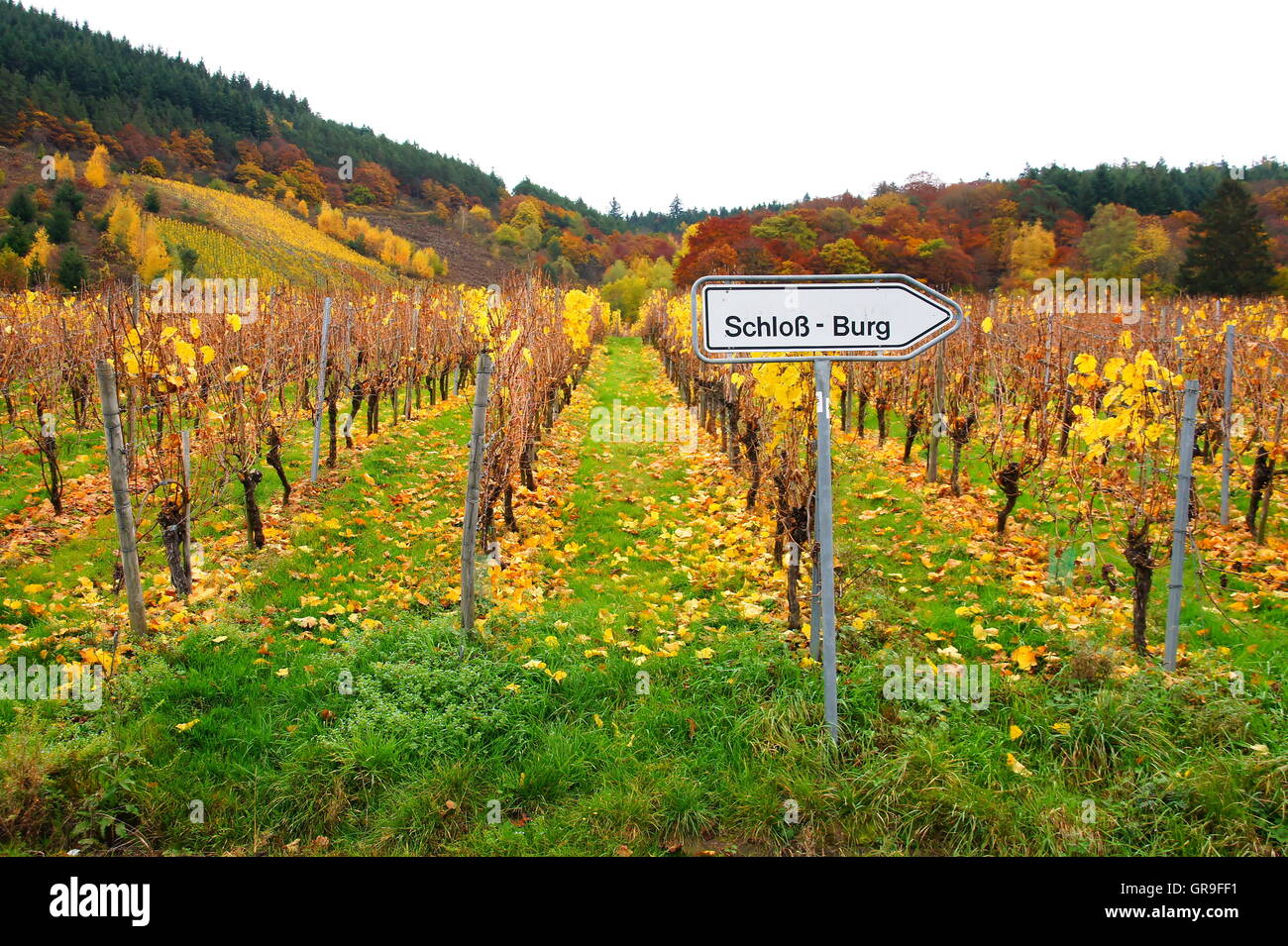 Colorful Vineyard In Autumn Near Burg On The Moselle With Shield Schloss Burg Stock Photo