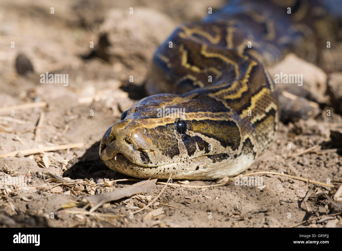 African Rock Python (Python sebae) on ground, Djoudj National Park, Senegal Stock Photo