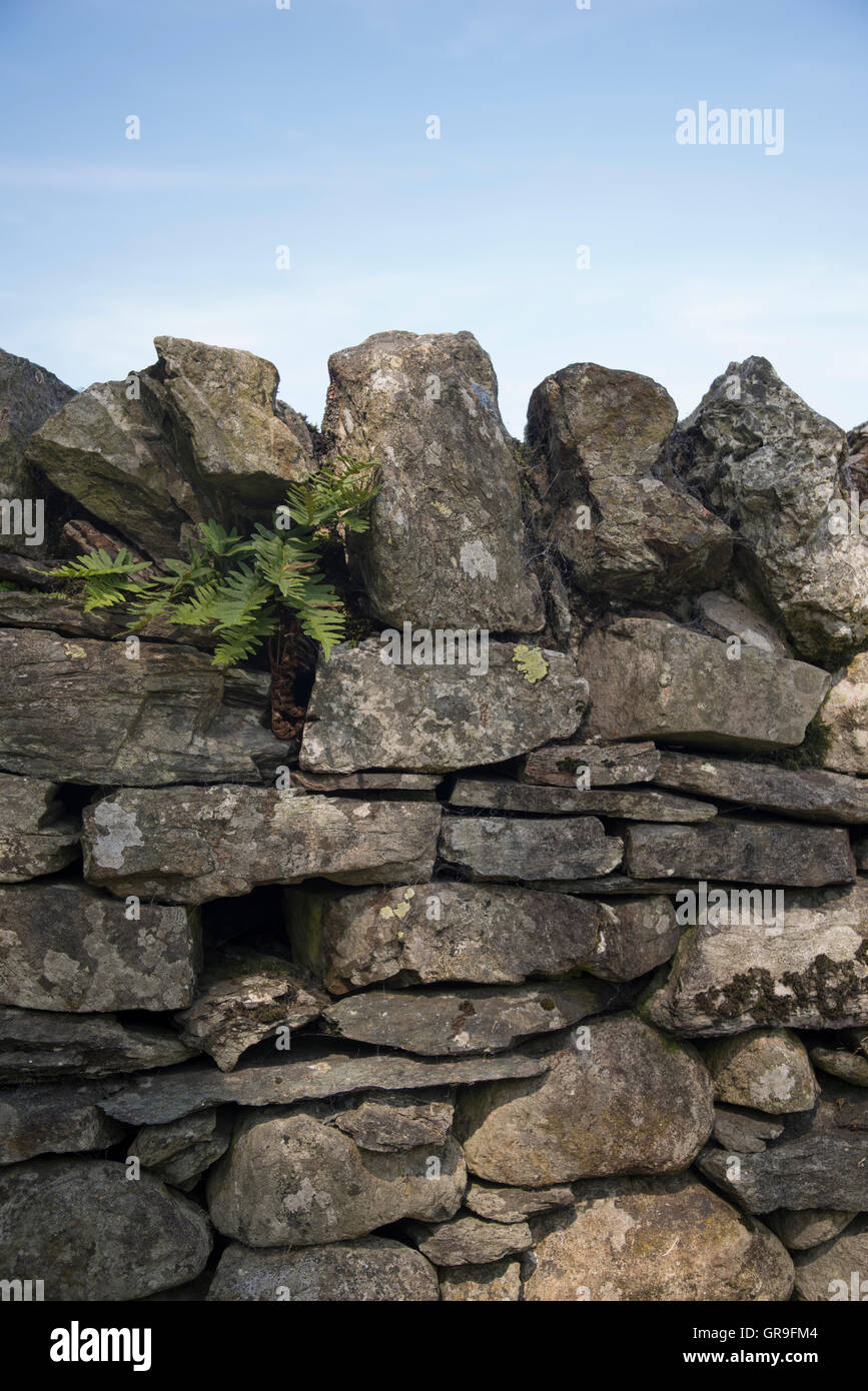 Lake District drystone wall in Borrowdale. England, UK Stock Photo