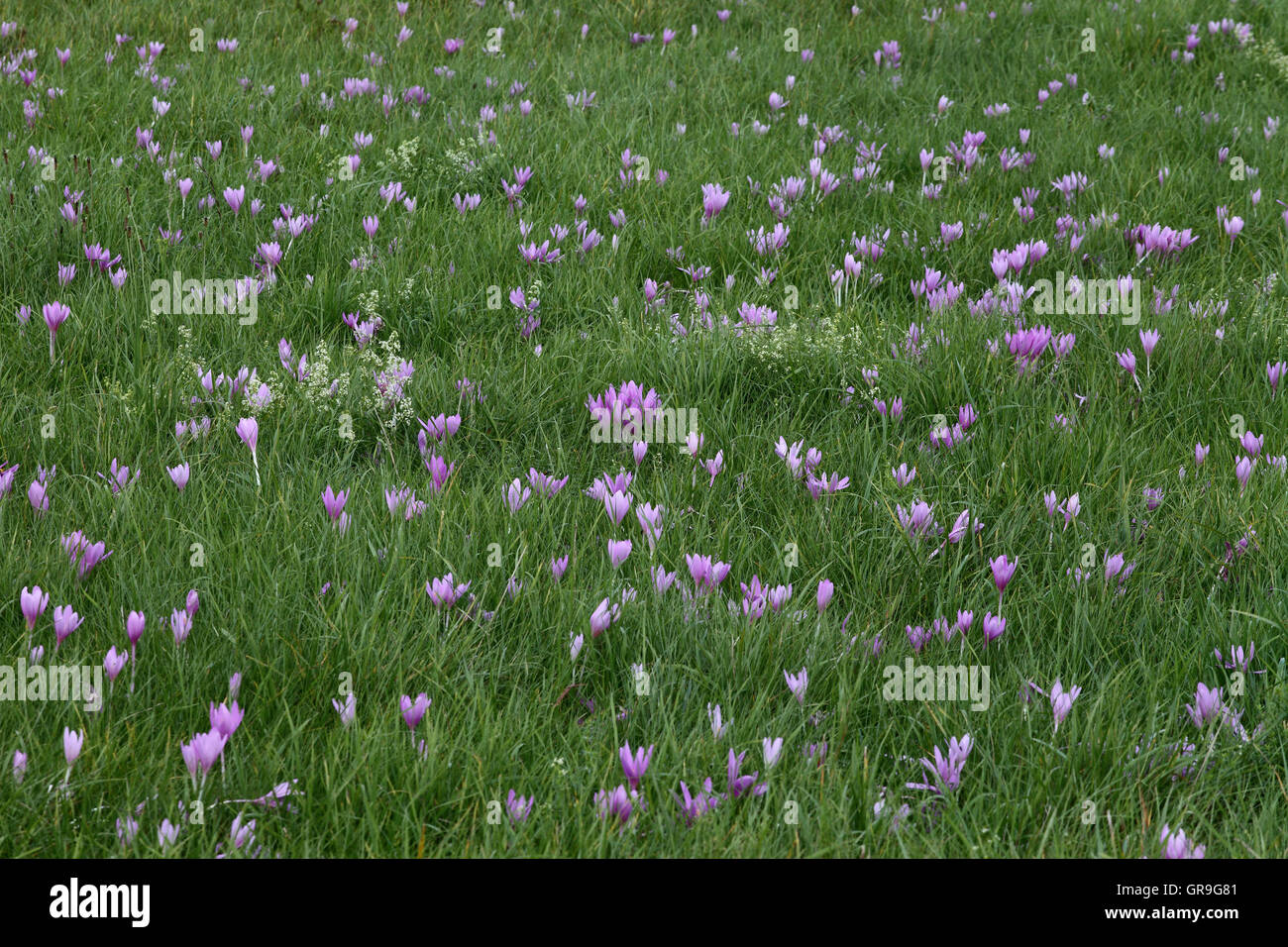 Meadow saffron hires stock photography and images Alamy