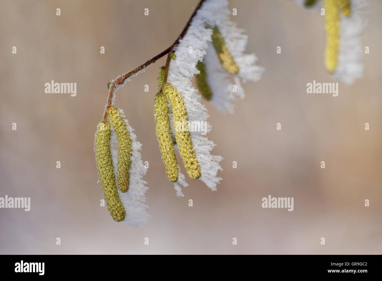 Hazelnut Bloom With Frost Stock Photo Alamy