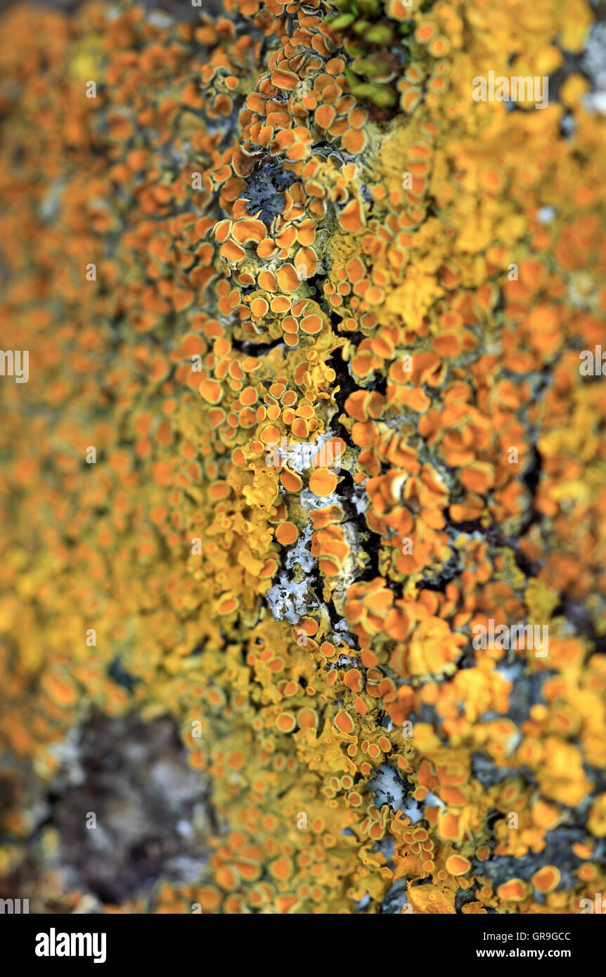 Common Orange Lichen Stock Photo Alamy