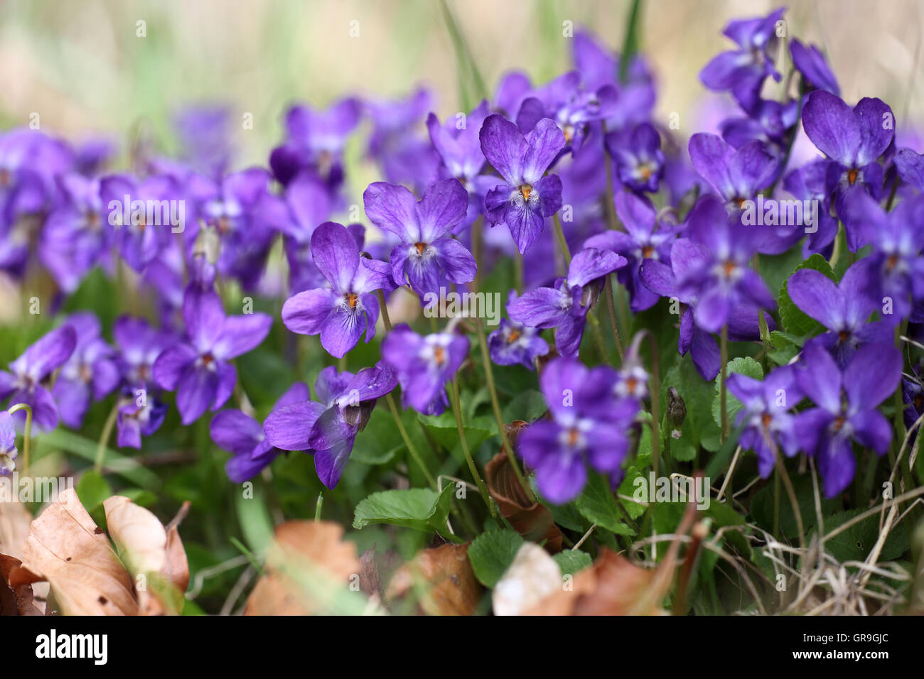 Blue Violet Stock Photo