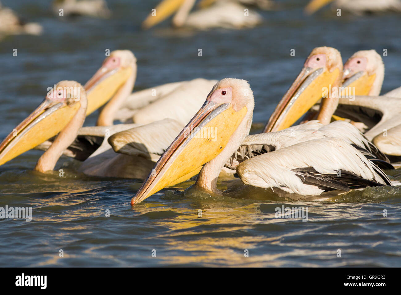 Great White Pelican (Pelecanus onocratulus) group, Djoudj National Park, Senegal Stock Photo