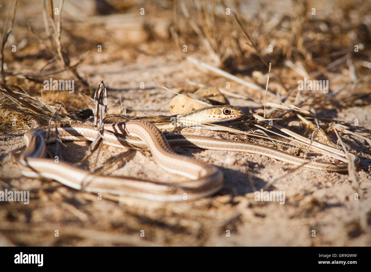 Striped Sand Snake (Psammophis sibilans), Djoudj National Park, Senegal Stock Photo