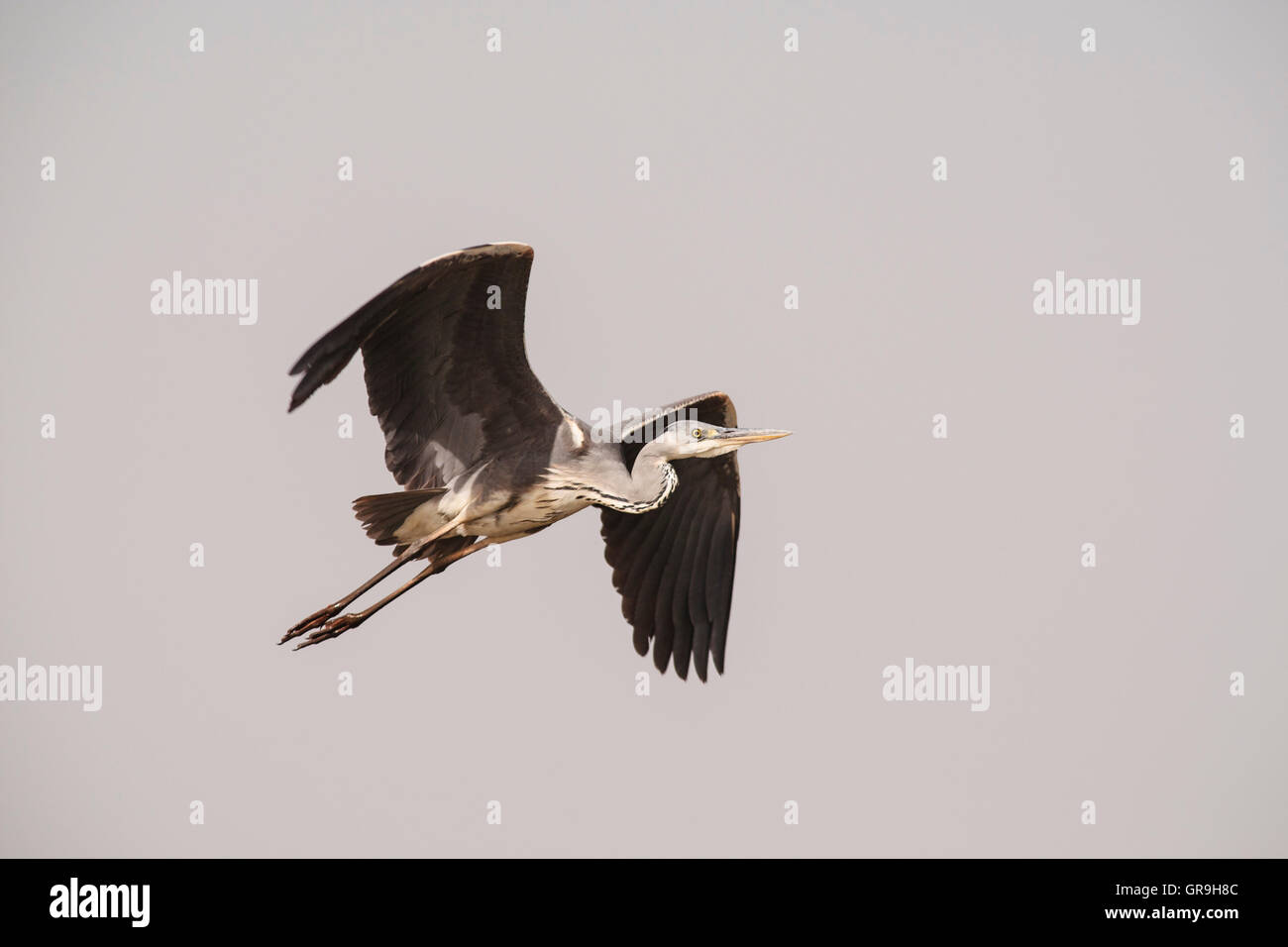 Grey Heron (Ardea cinerea) in flight, Djoudj National Park, Senegal Stock Photo