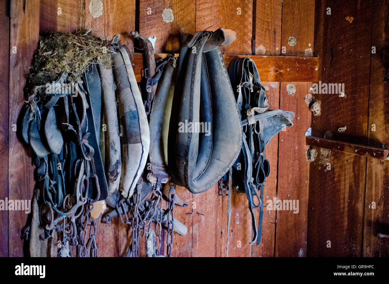 Old Horse harness and collars Stock Photo Alamy