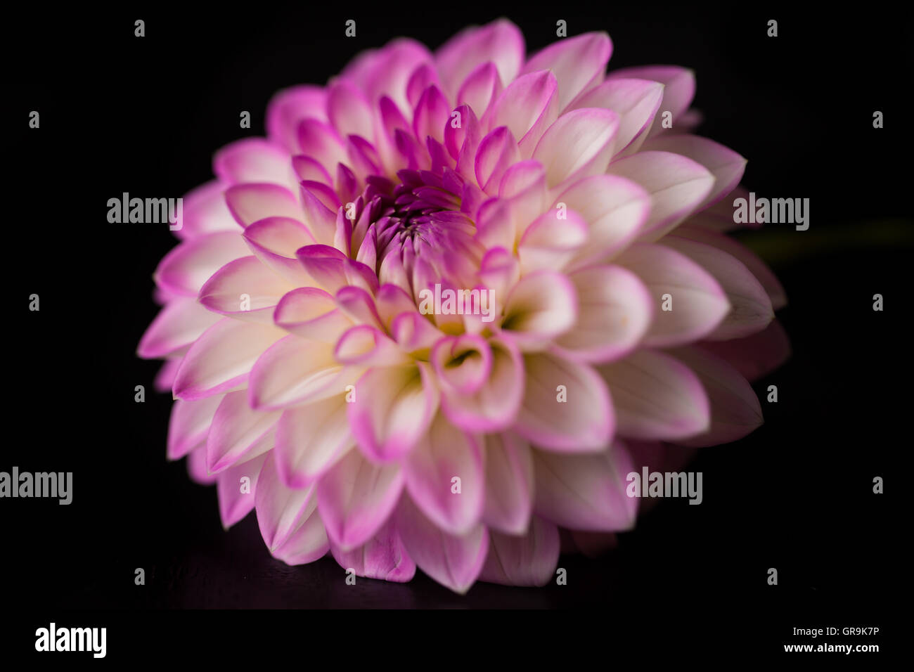 close up of a dahlia on black background Stock Photo