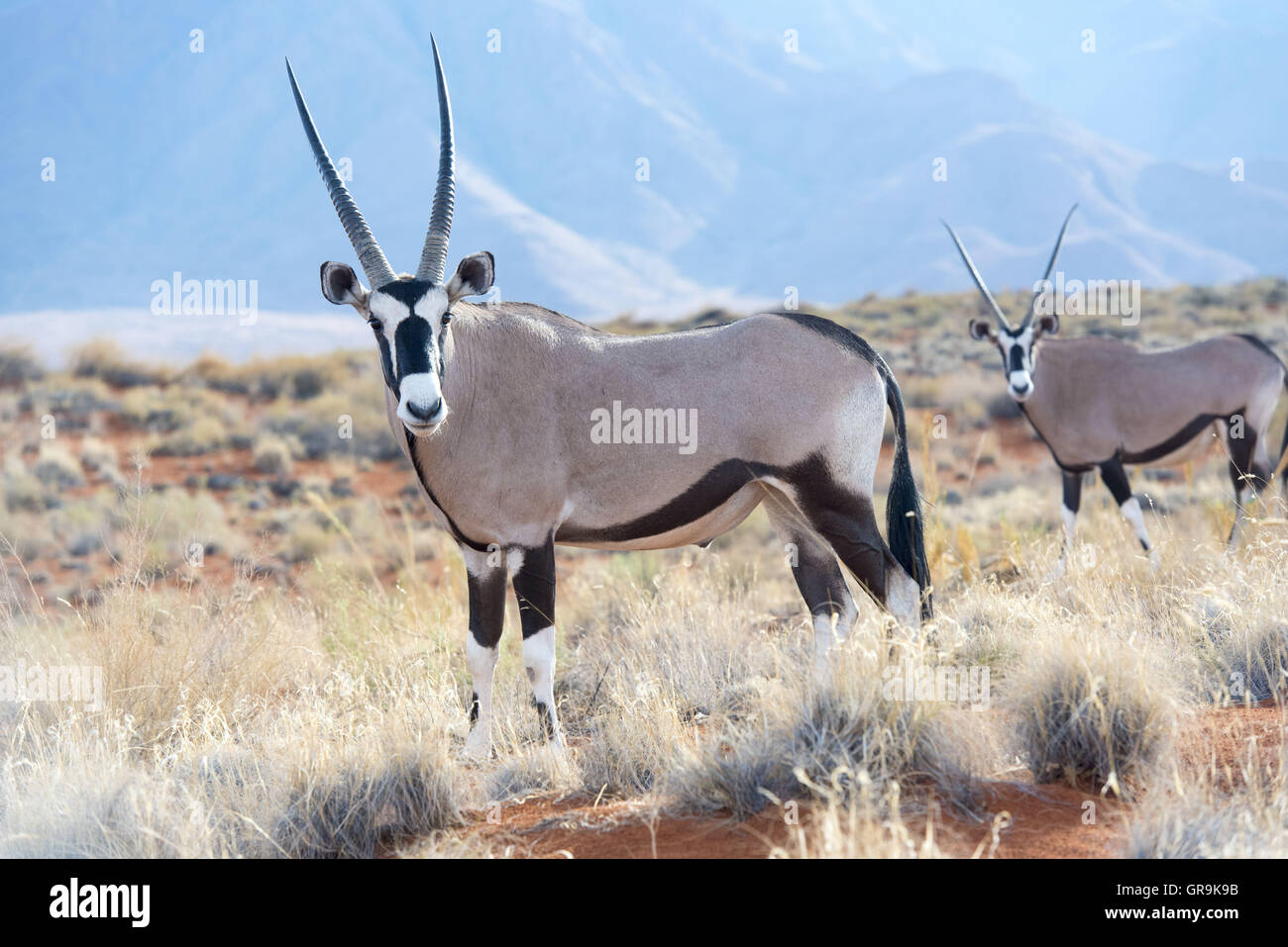 Oryx, Namibrand, Namibia Stock Photo