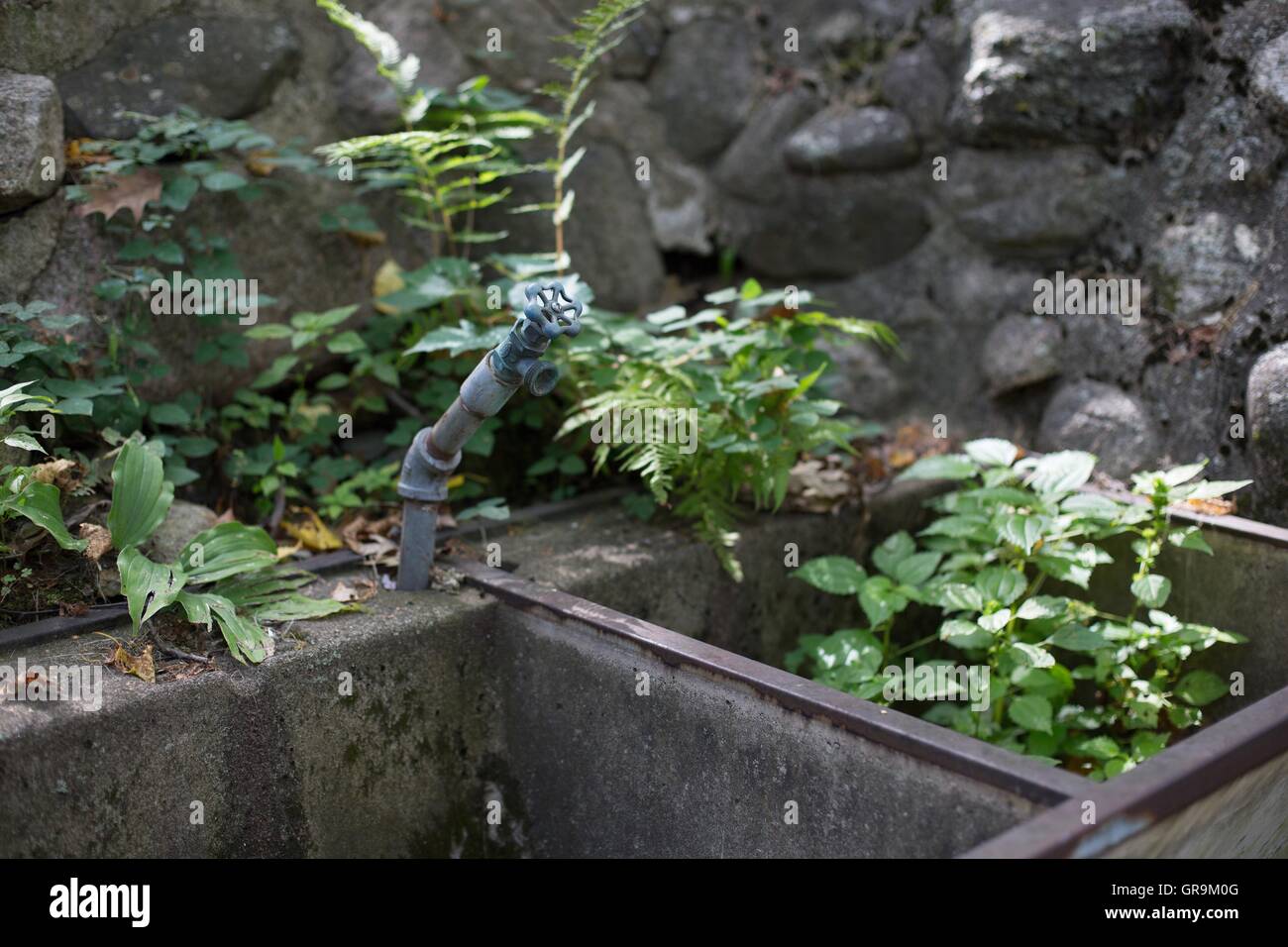 Green plants growing inside and all around an outdoor sink. Stock Photo