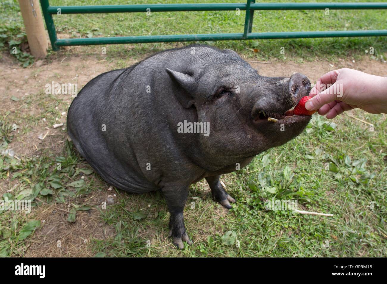 Pig Blowing Raspberry A pig in a farm sanctuary being hand fed a strawberry Stock Photo - Alamy