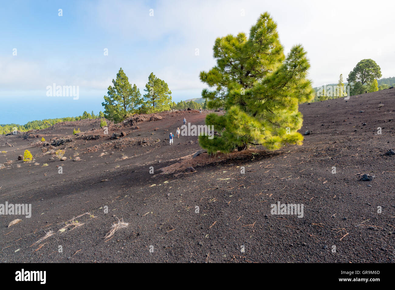 Hiking In The Nature Reserve Volcano Chinyero Tenerife Spain Stock Photo:  117612725 - Alamy