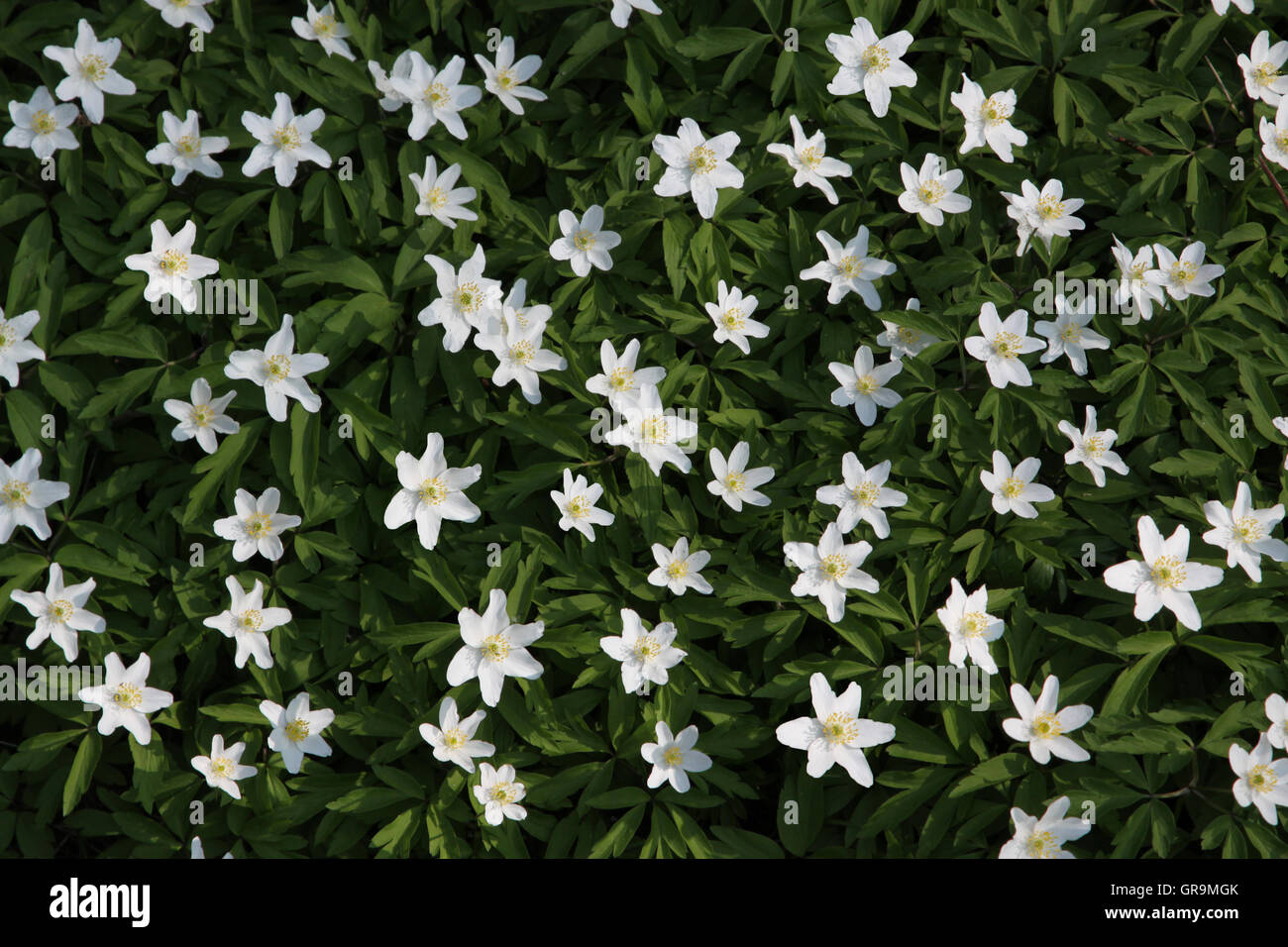 Anemones Stock Photo