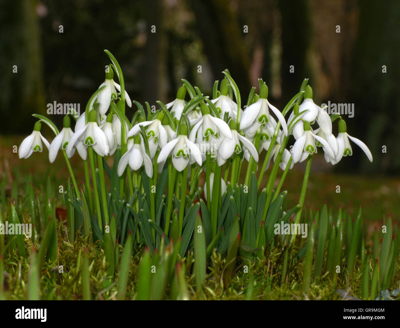 Flower forest hi-res stock photography and images - Alamy