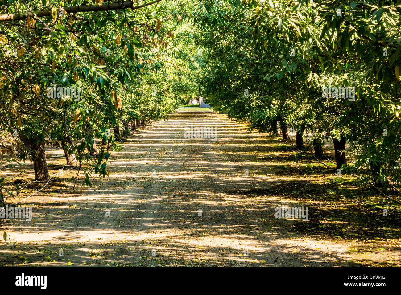 An Almond Orchard in the San Joaquin Valley of California just before ...