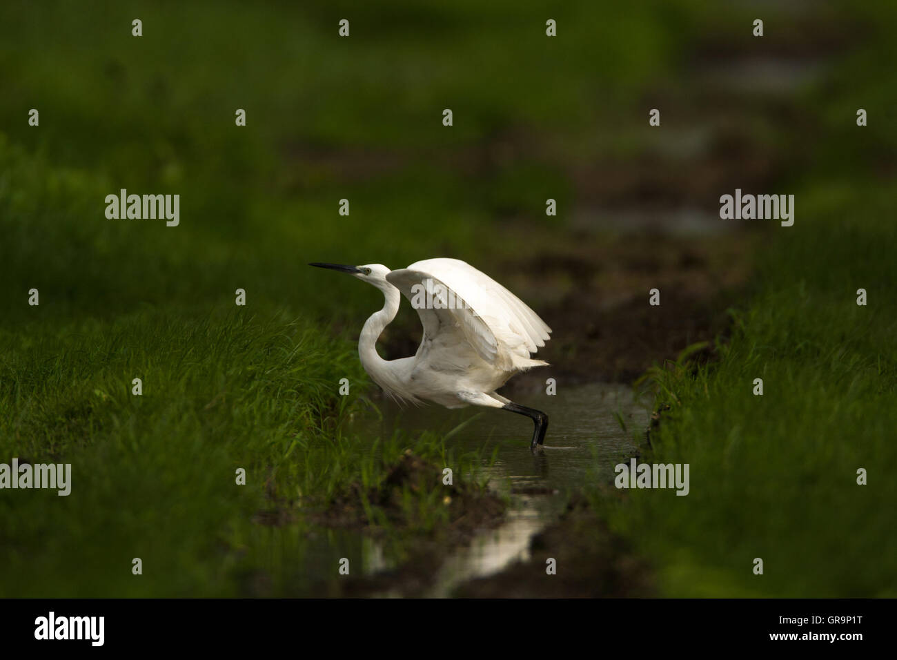 The Little Egret just about to fly being all alert in the fields of Uran near Mumbai during rain Stock Photo