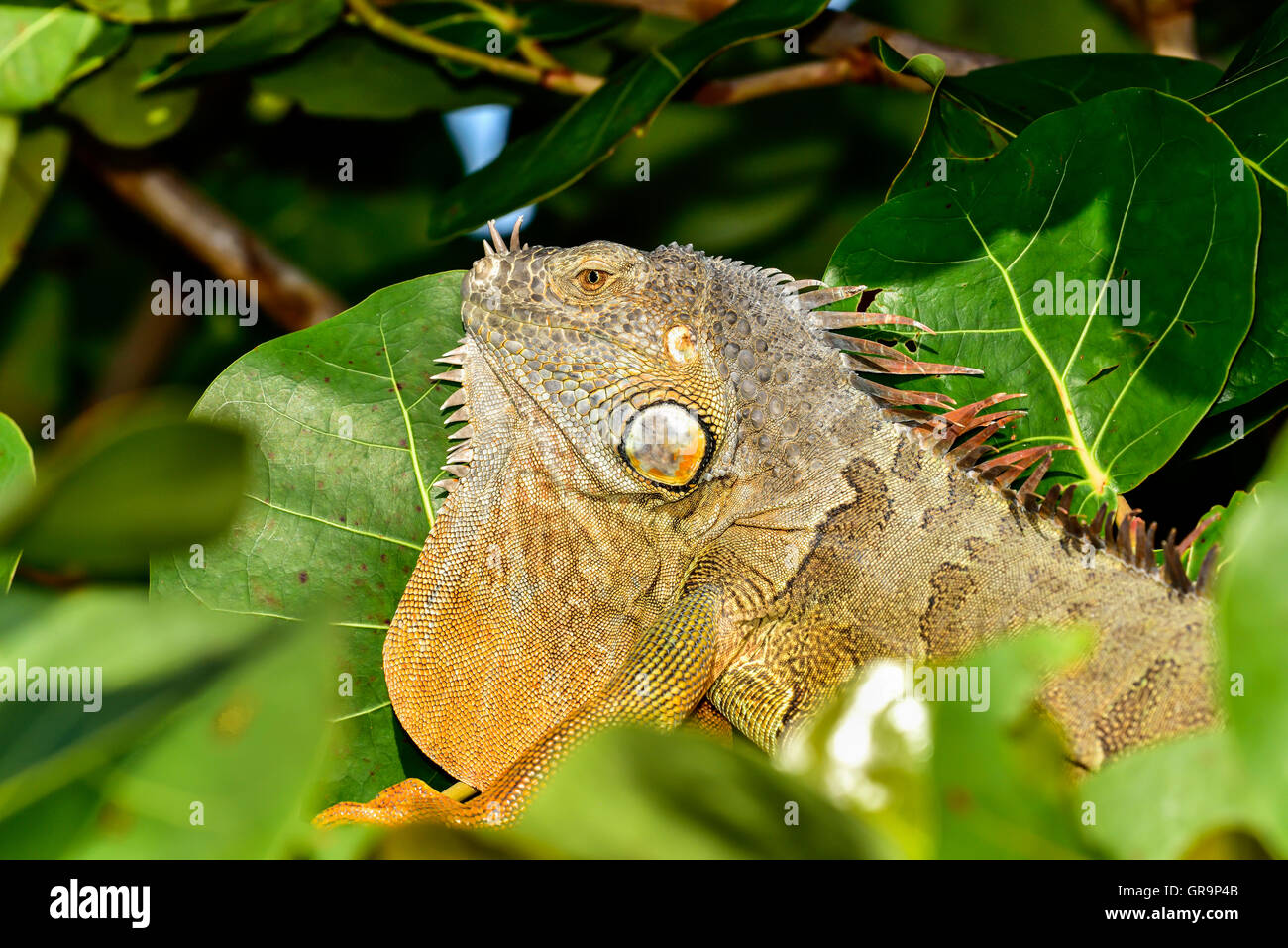 Green Iguana Stock Photo