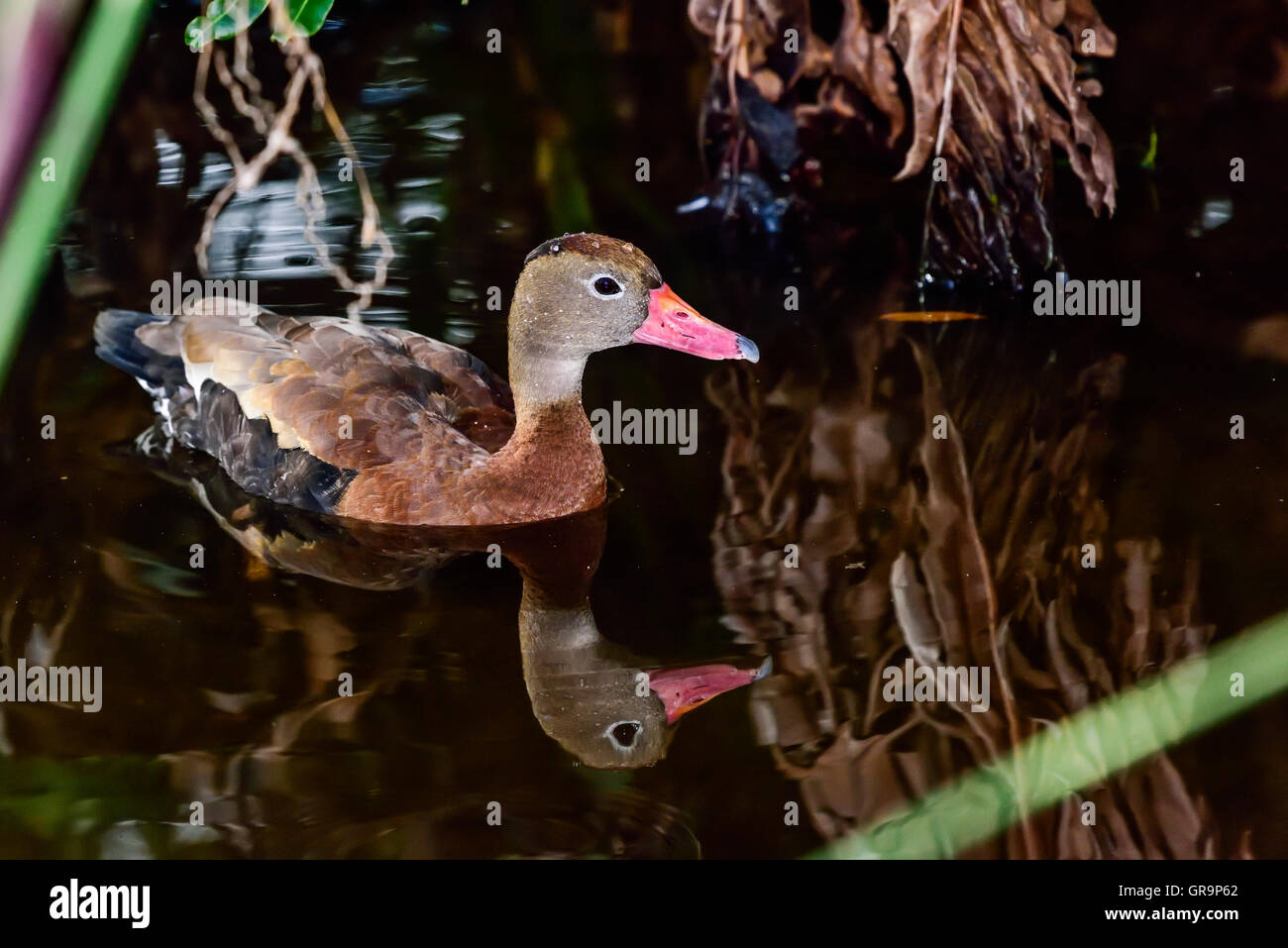Black-bellied Whistling-Duck Stock Photo