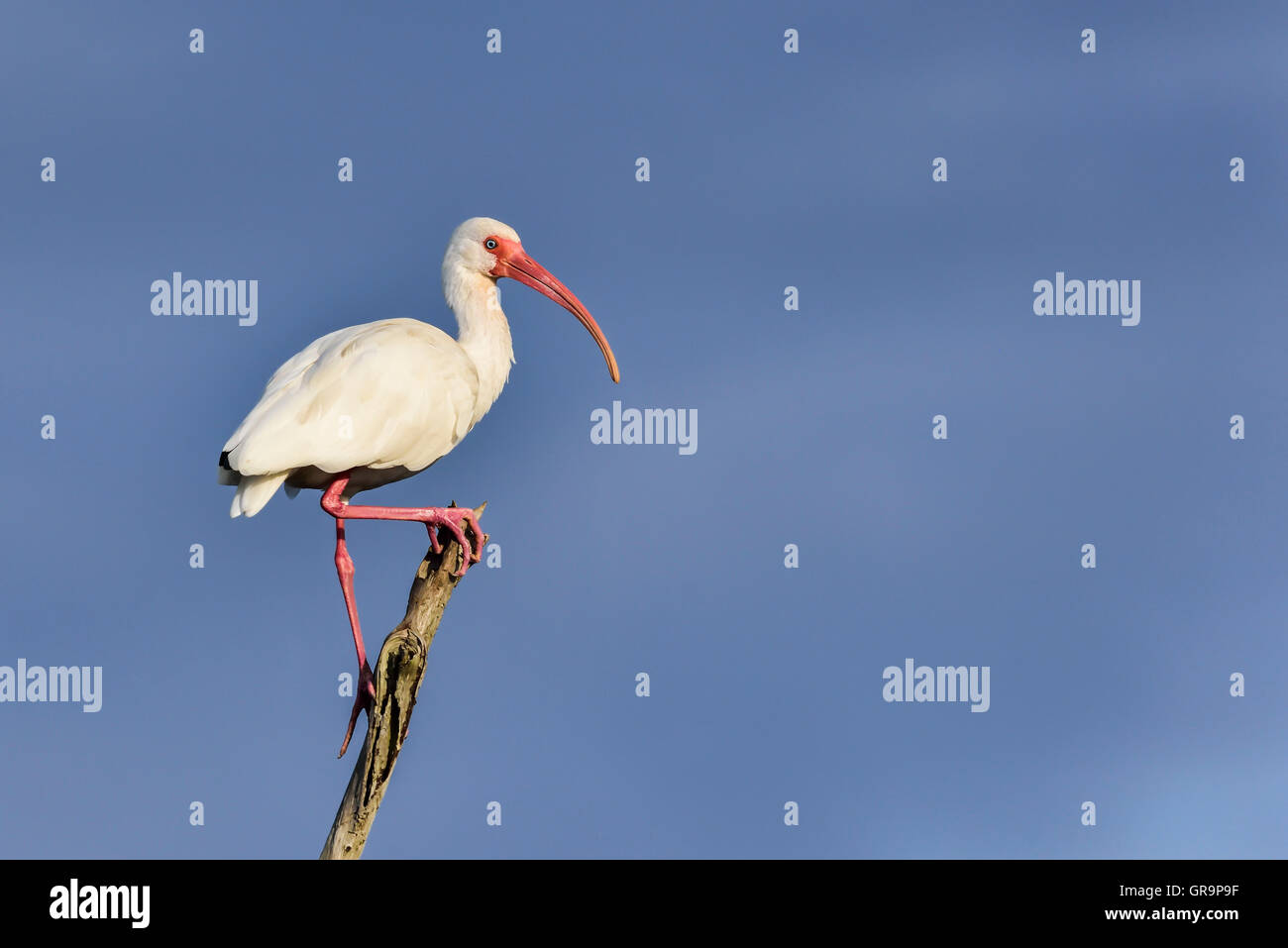American White Ibis Stock Photo