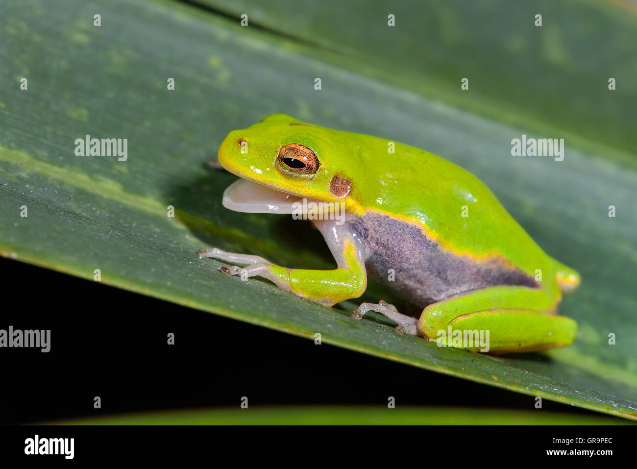 Green Treefrog Stock Photo