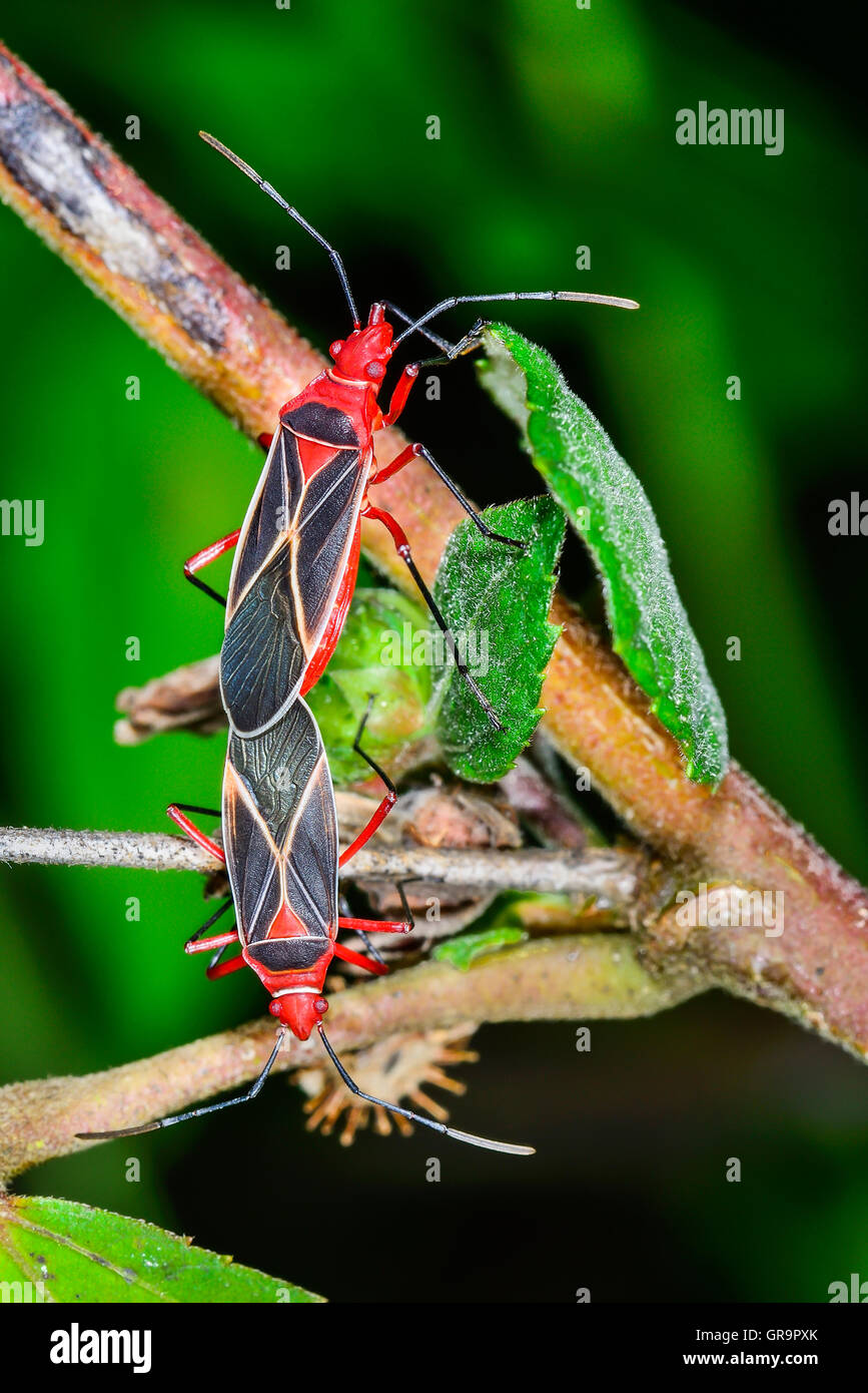 Cotton Stainer Stock Photo